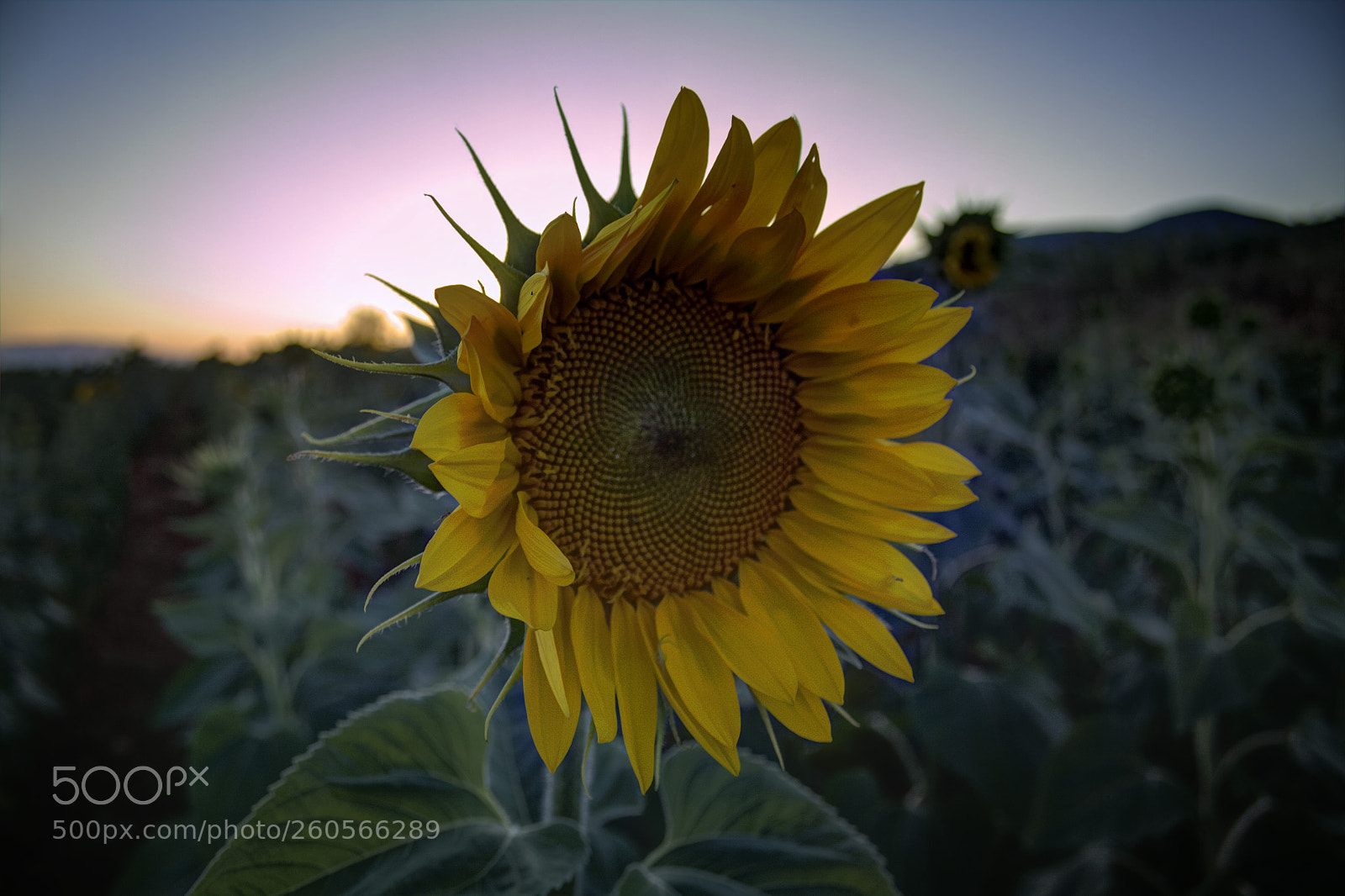 Canon EOS 50D sample photo. Sunflower photography