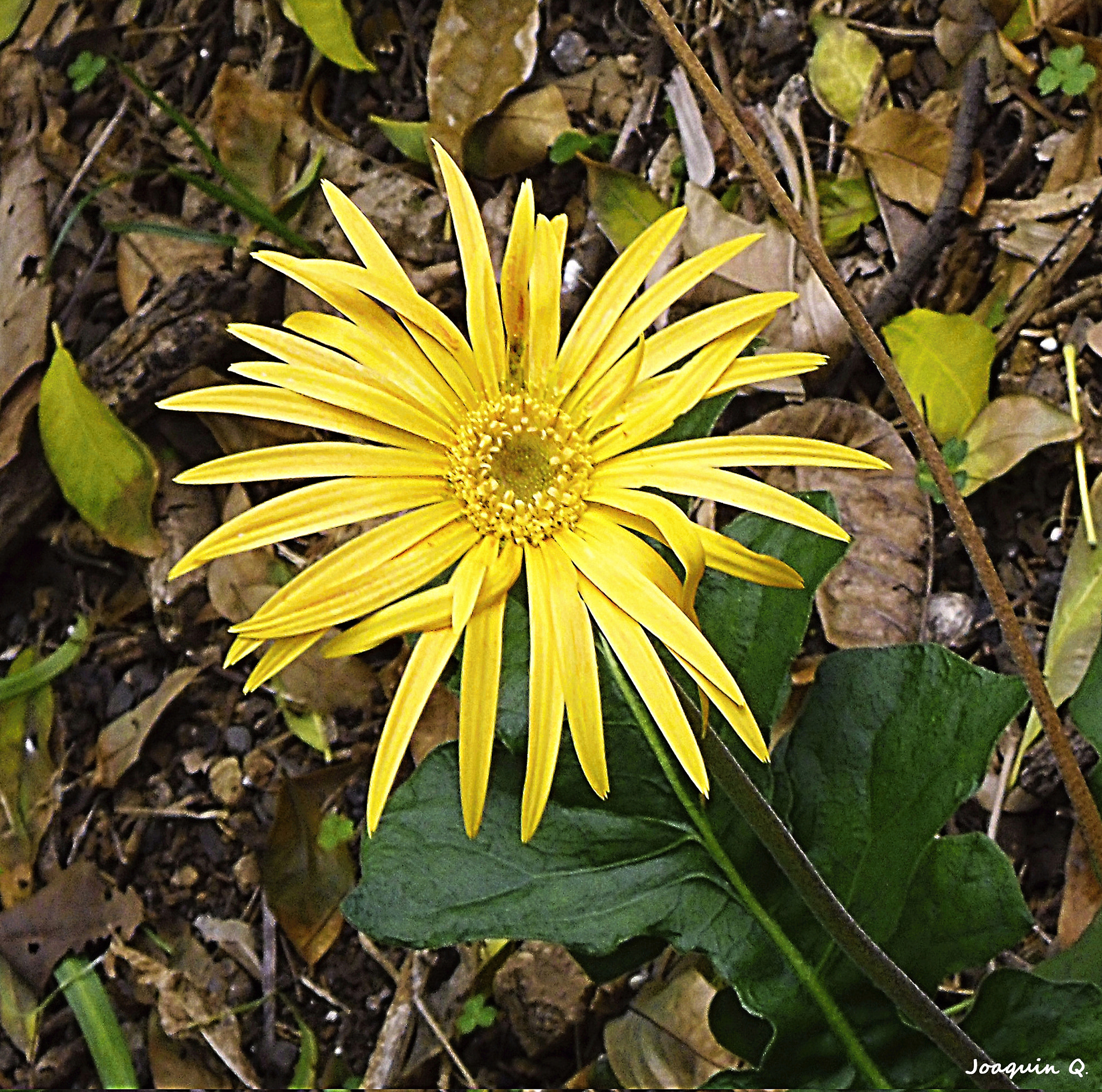 CASIO EX-Z350 sample photo. Arctotheca calendula photography