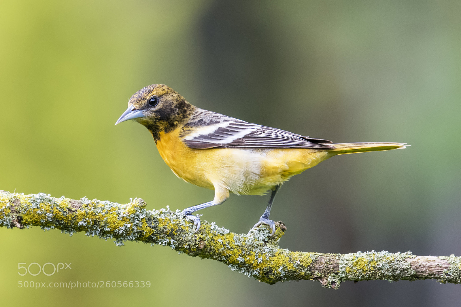 Nikon D850 sample photo. Baltimore oriole female photography