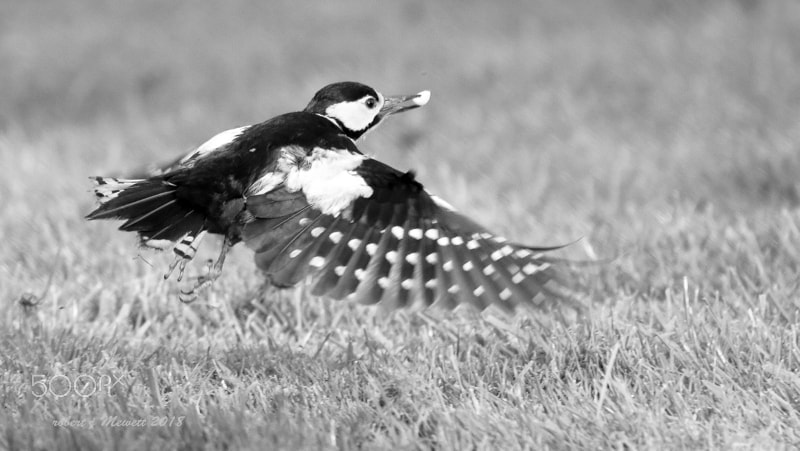 Canon EOS 7D Mark II sample photo. Woodpecker photography
