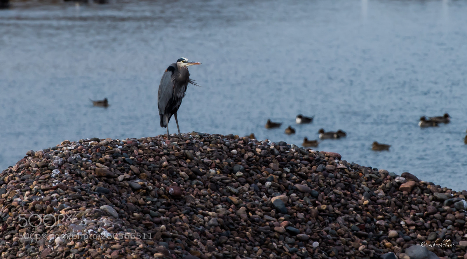 Nikon D810 sample photo. Mbs photography