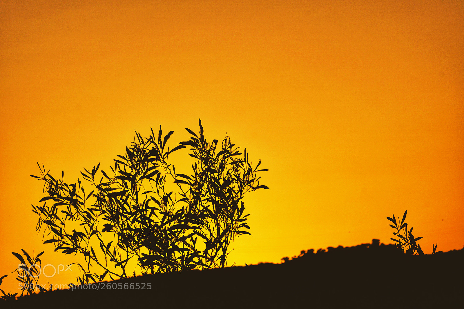 Sony a6000 sample photo. Orange photography