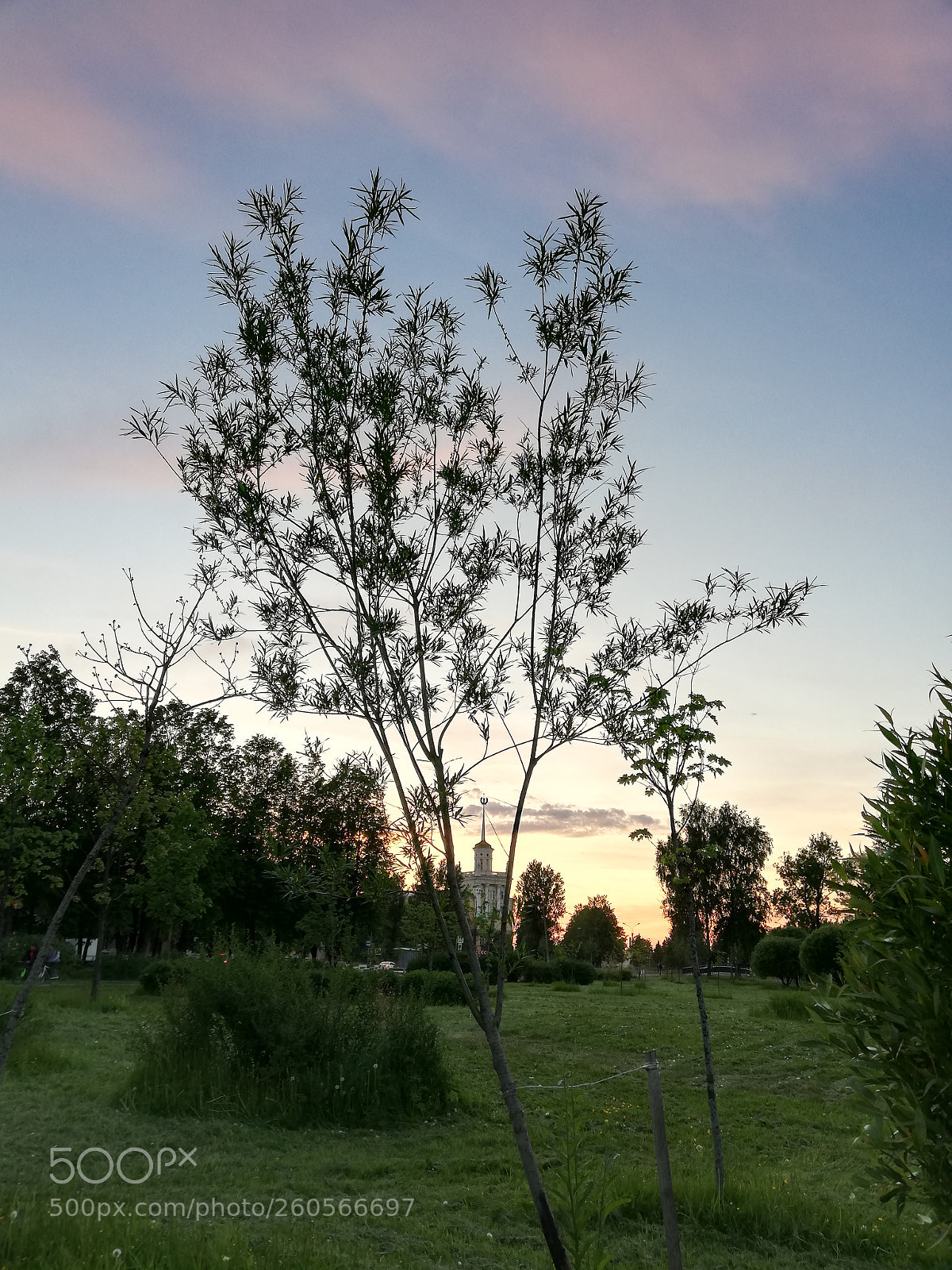HUAWEI P20 lite sample photo. Untitled photography