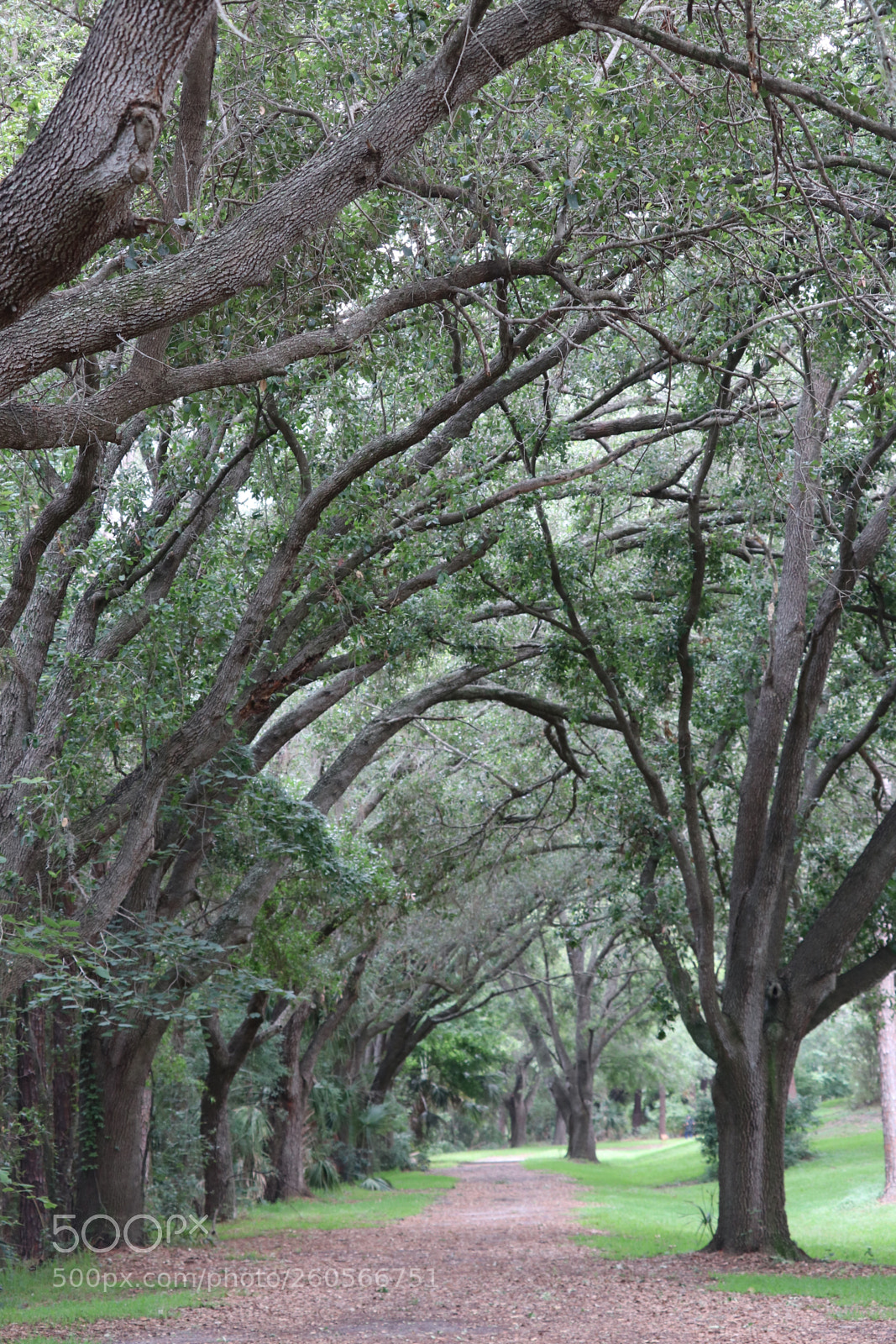 Canon EOS 80D sample photo. Nature walk  photography