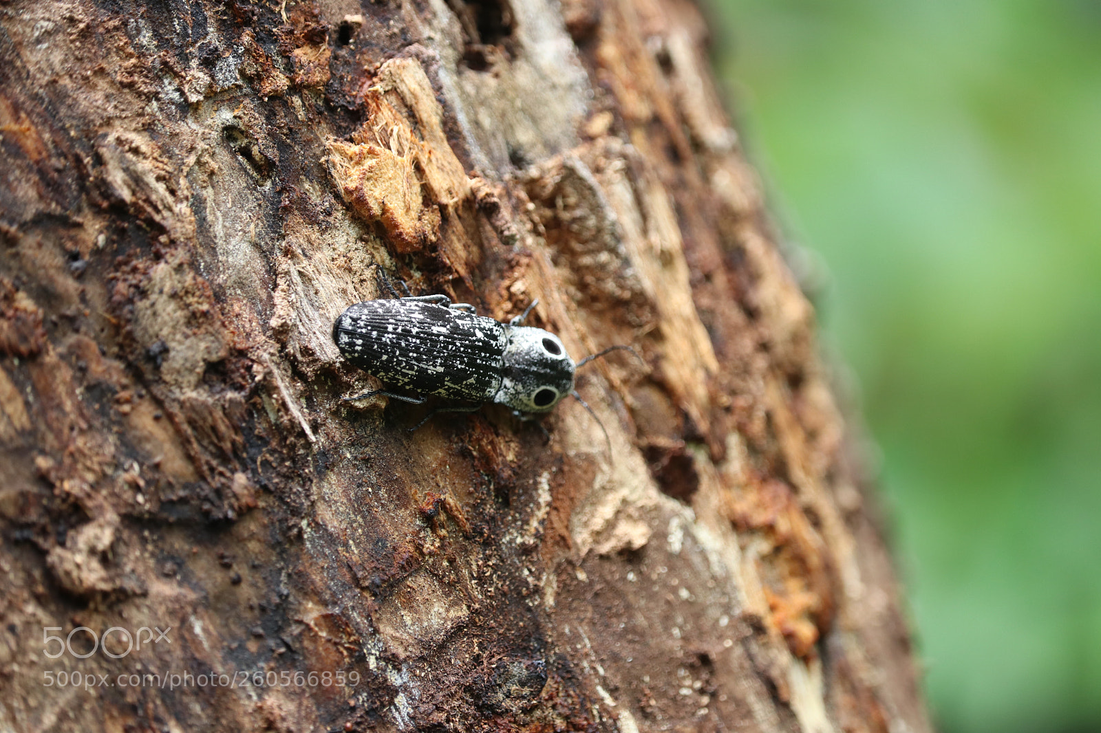 Canon EOS 80D sample photo. Weird little guy photography