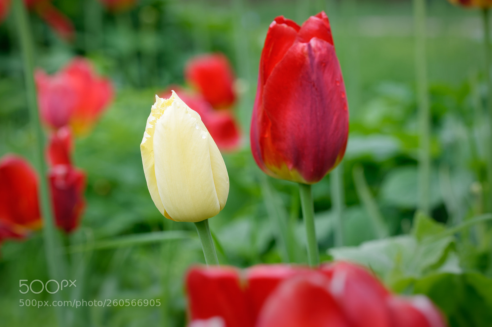 Nikon D5500 sample photo. 7696 photography