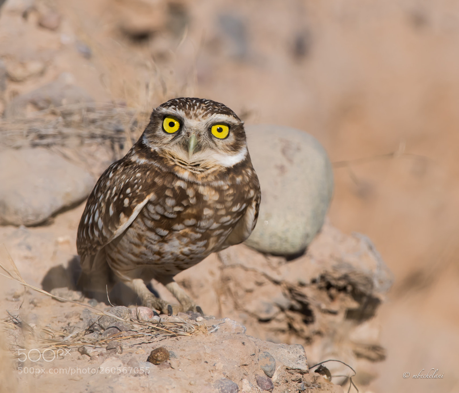 Nikon D810 sample photo. Mbs photography