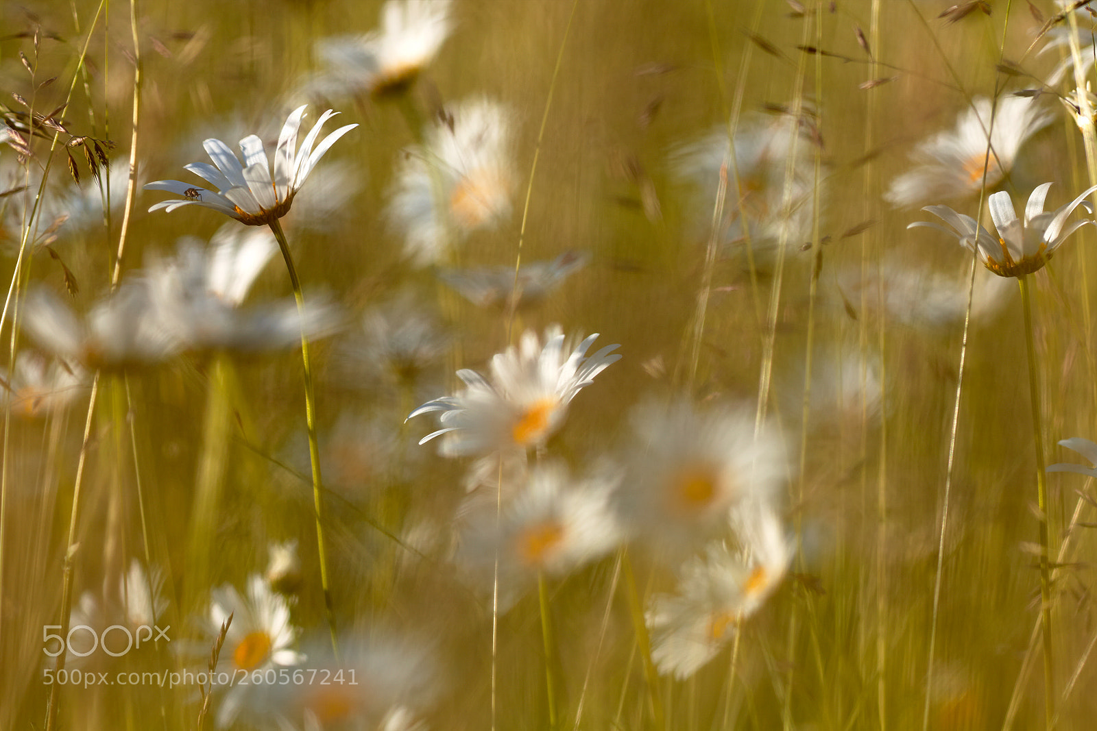 Canon EOS 5D Mark II sample photo. Fly (away) photography