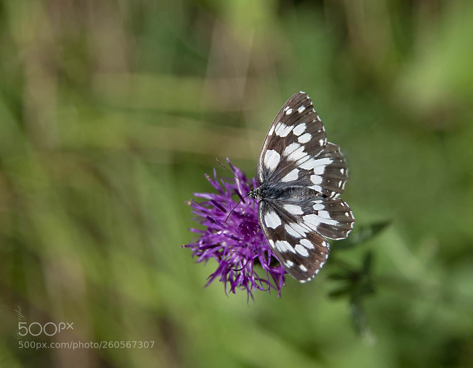 Nikon D610 sample photo. Farfalla due giugno photography
