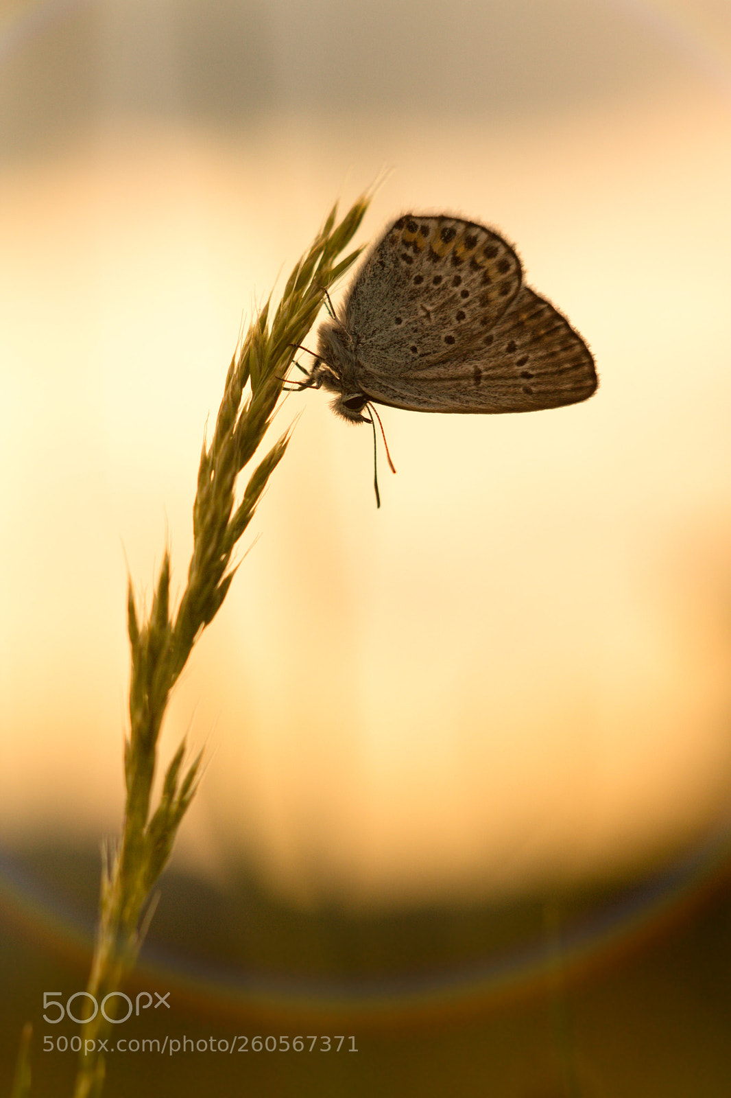 Canon EOS 60D sample photo. Butterfly on sunset. photography