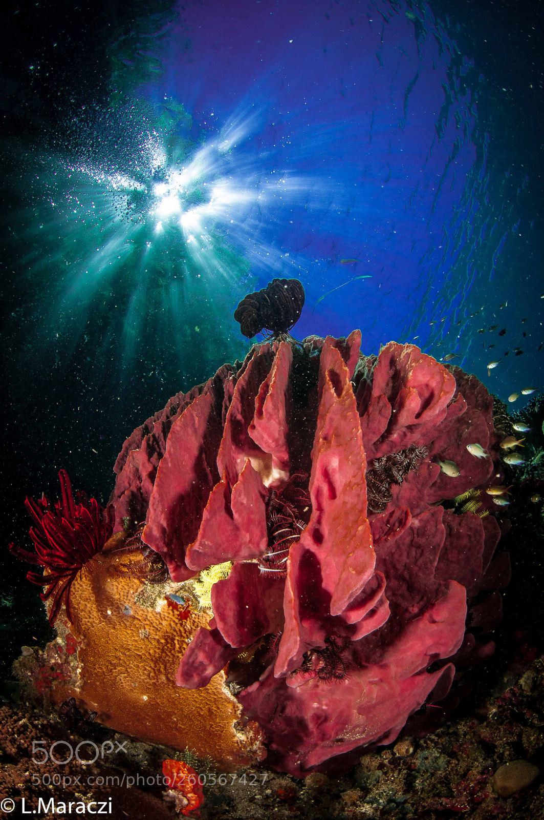 Nikon D300 sample photo. Soft coral under mangrove photography