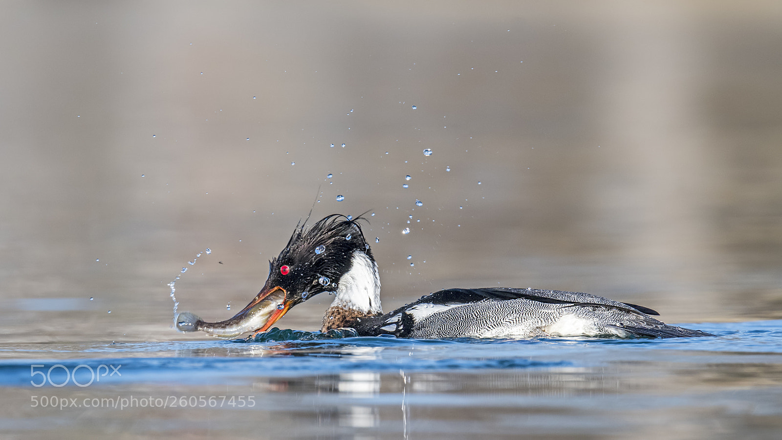 Nikon D850 sample photo. Red-breasted merganser photography