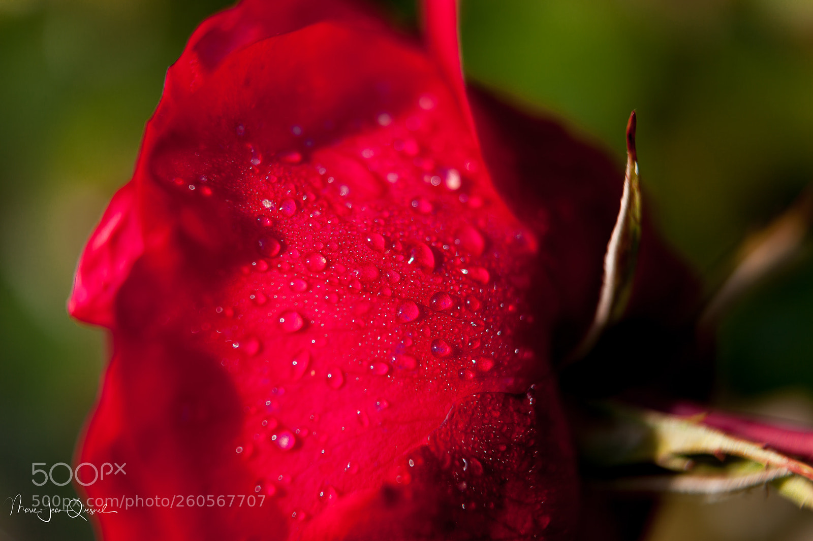 Canon EOS 5D Mark II sample photo. Rose dans la ros photography