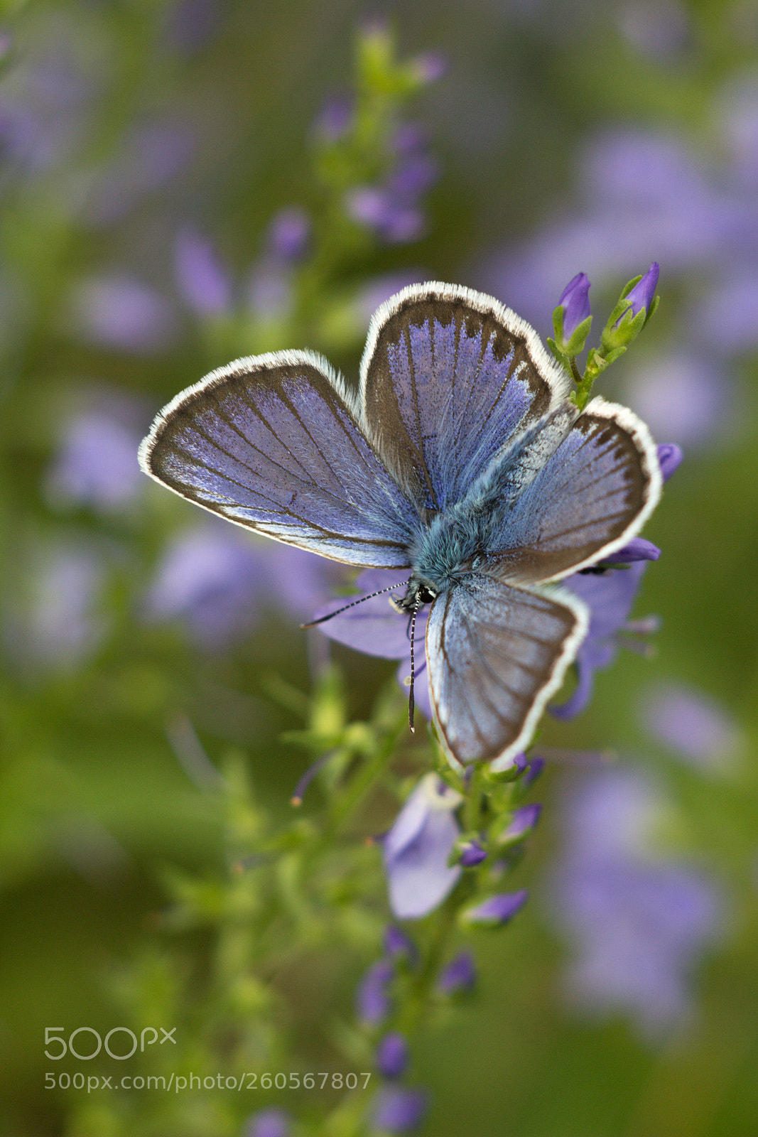 Canon EOS 60D sample photo. Blue butterfly photography