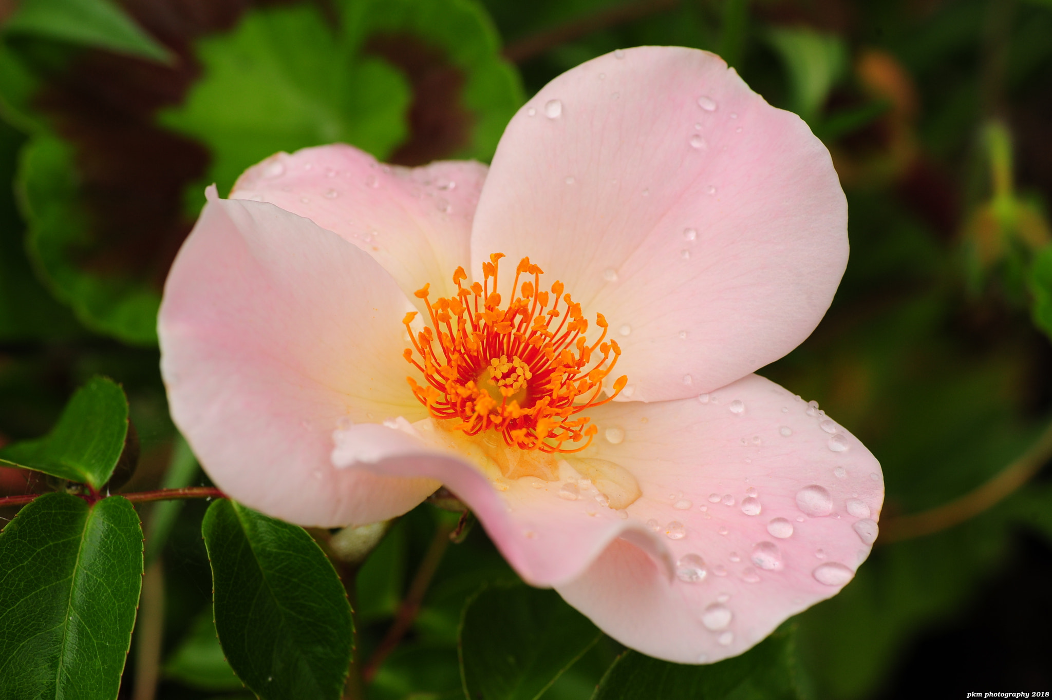 Nikon D700 sample photo. Simple beauty photography