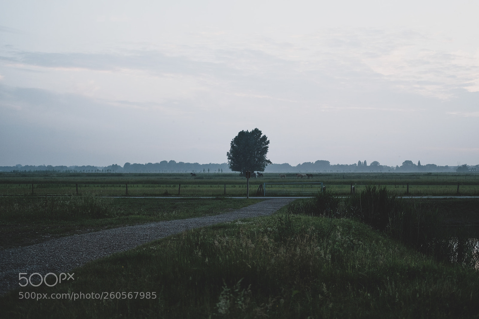 Fujifilm X-Pro2 sample photo. Foggy days photography