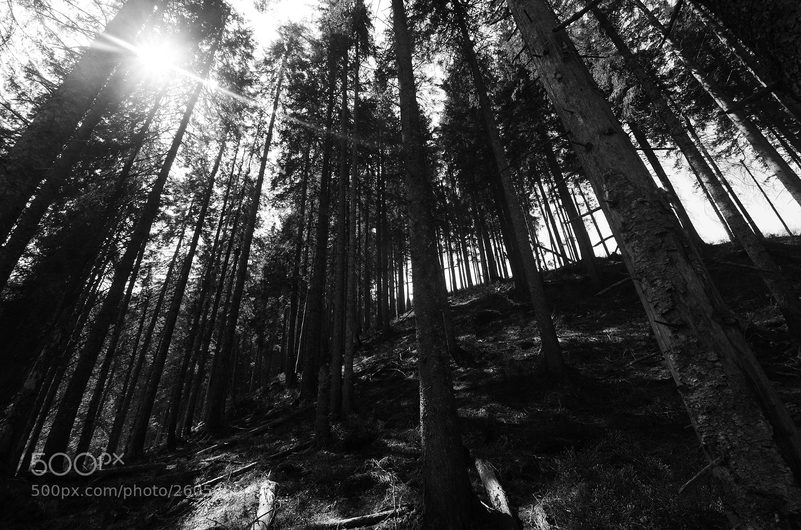 Nikon D7000 sample photo. Sun forrest photography