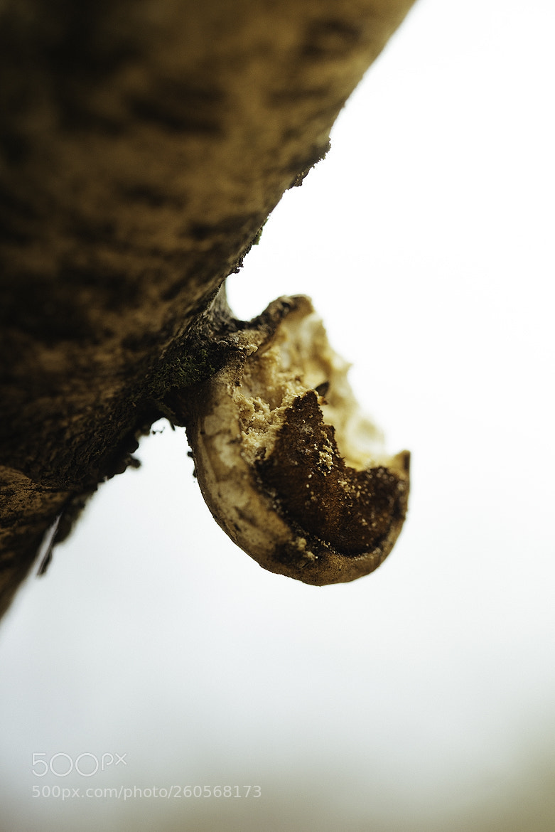 Nikon D600 sample photo. 180602 photography