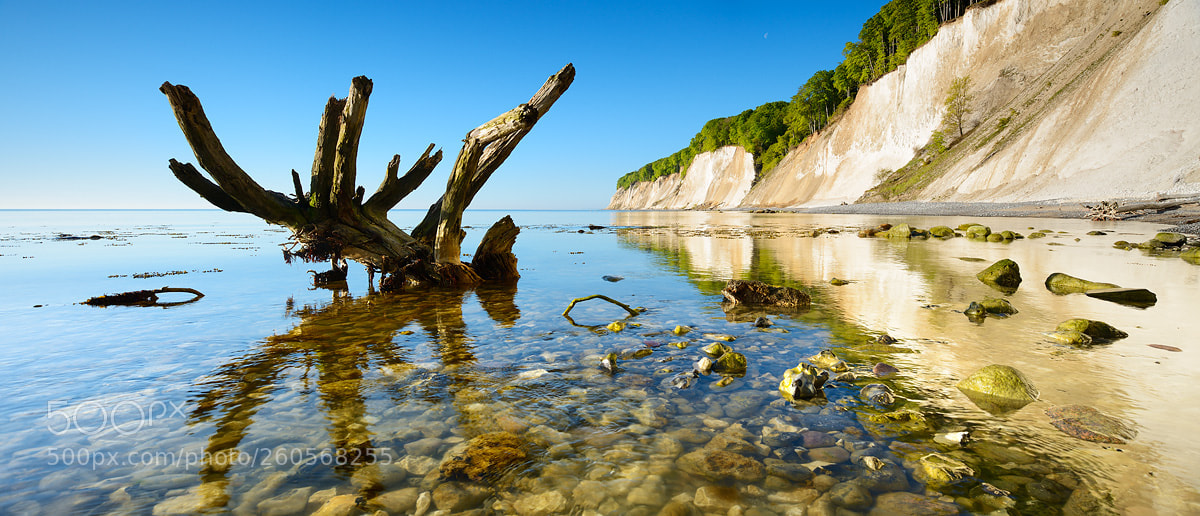 Nikon D800 sample photo. Fallen tree photography