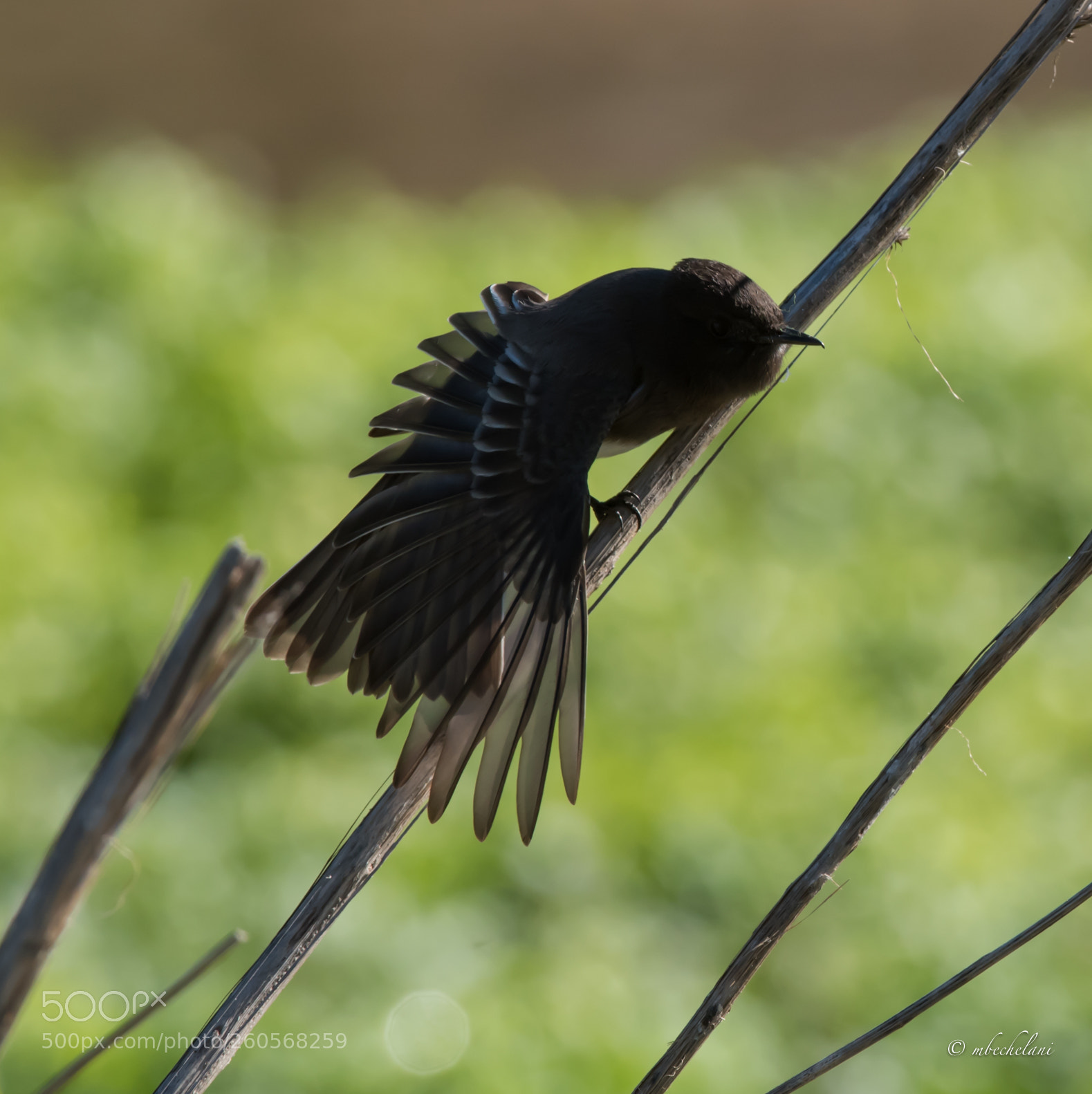 Nikon D810 sample photo. Mbs photography