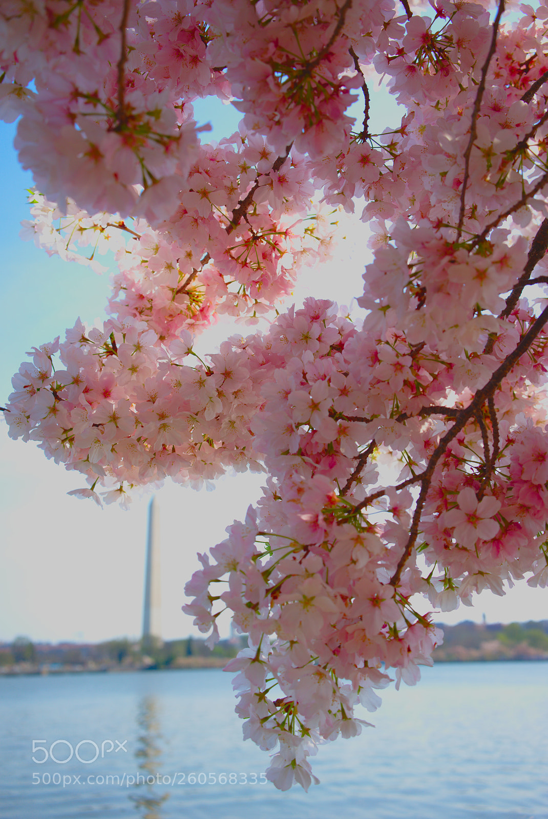 Sony a7 II sample photo. Dsc00899_01.jpg photography