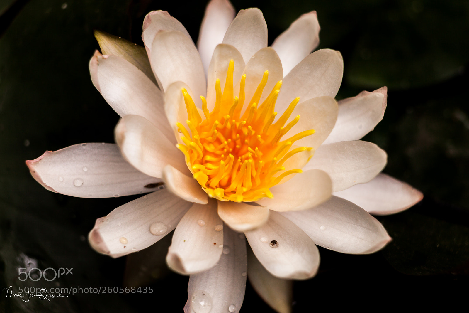 Canon EOS 5D Mark II sample photo. Nénuphar. photography