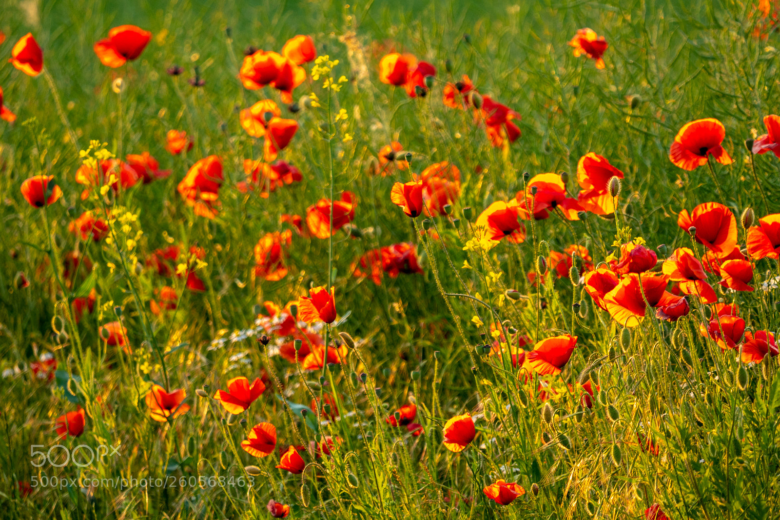 Panasonic Lumix DMC-GH4 sample photo. Untitled photography