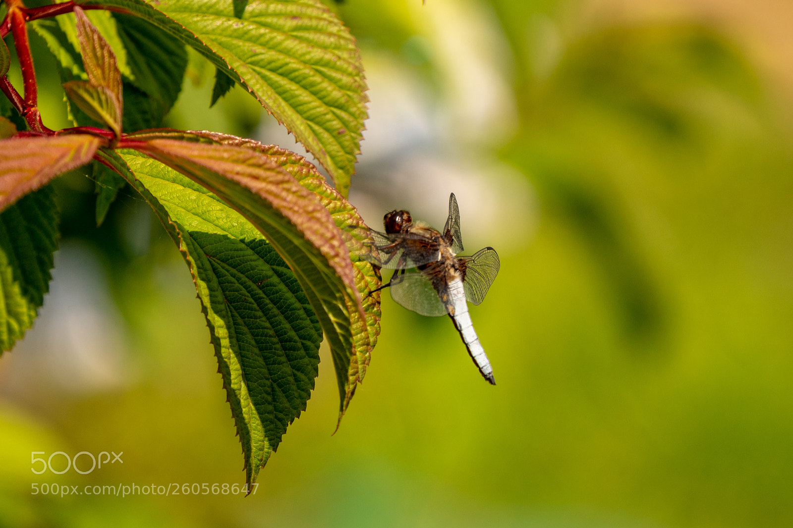 Panasonic Lumix DMC-GH4 sample photo. Untitled photography