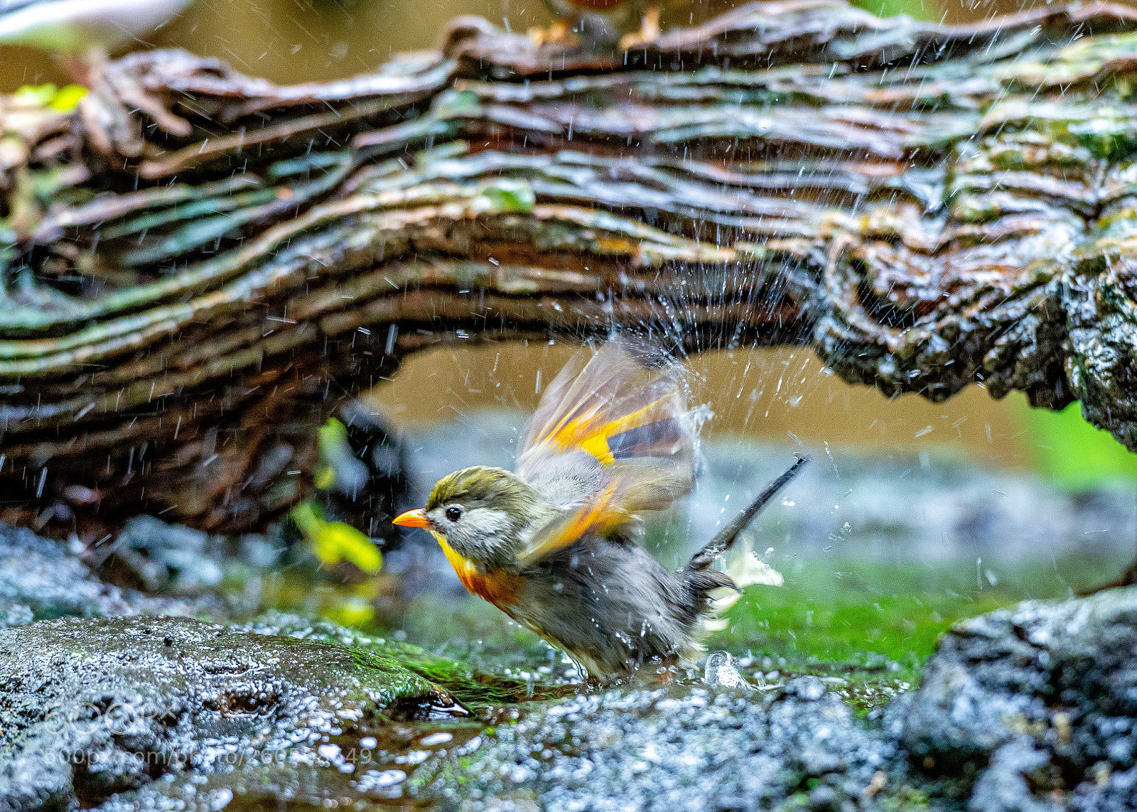 Nikon D800E sample photo. Bath time  photography