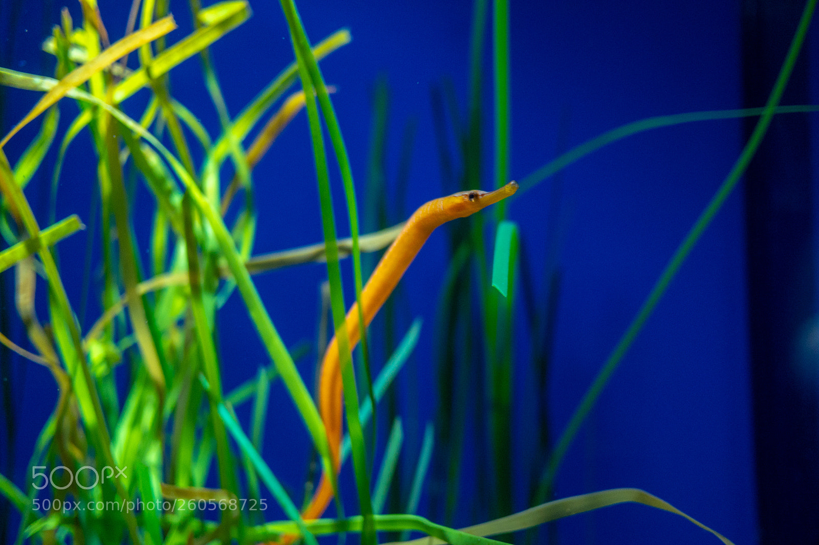 Panasonic Lumix DMC-GH4 sample photo. Untitled photography