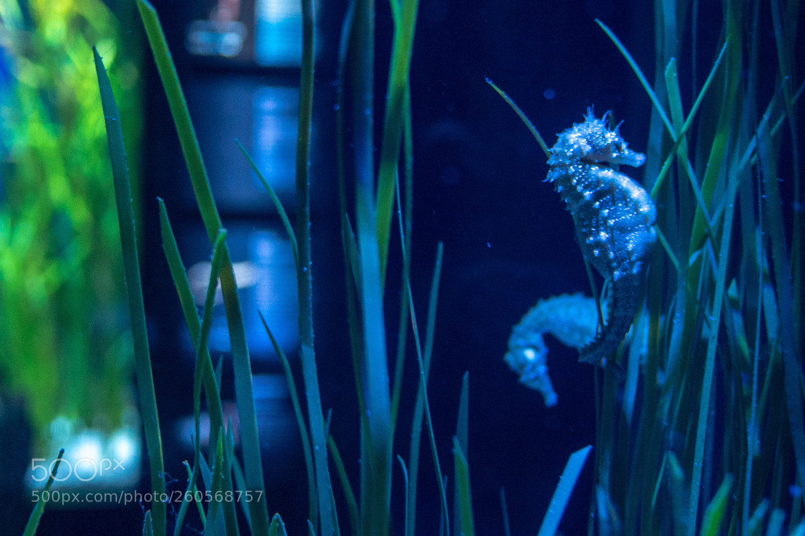 Panasonic Lumix DMC-GH4 sample photo. Untitled photography