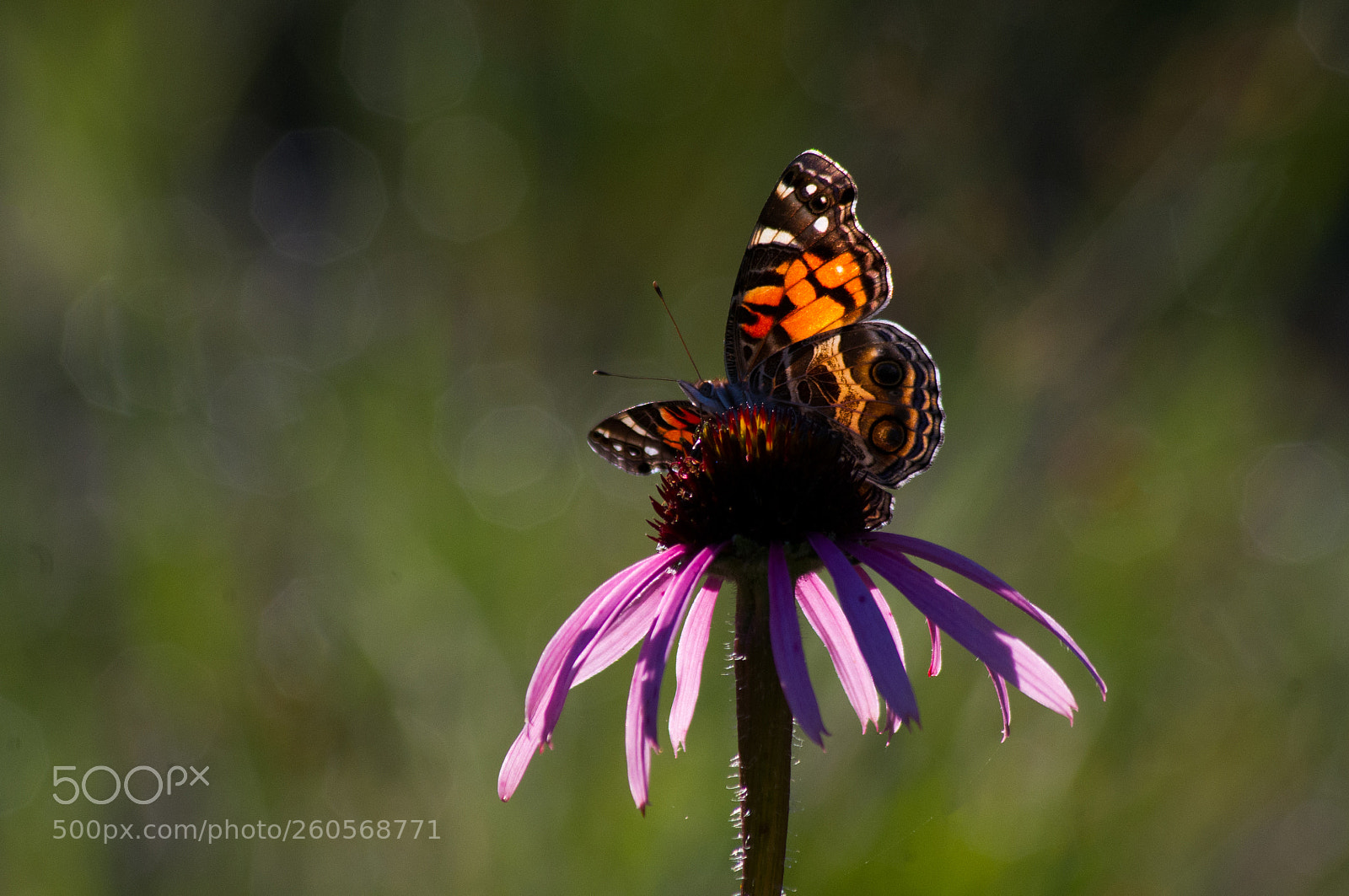 Pentax K-x sample photo. Morning nectar photography
