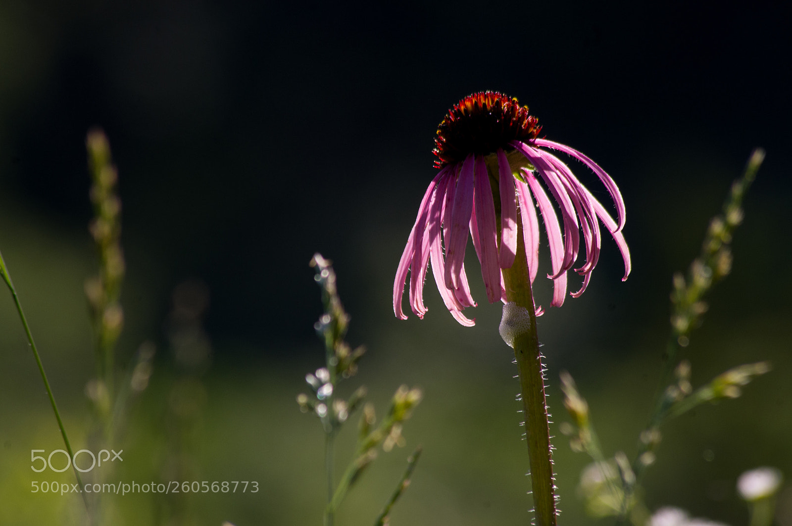 Pentax K-x sample photo. Morning light photography