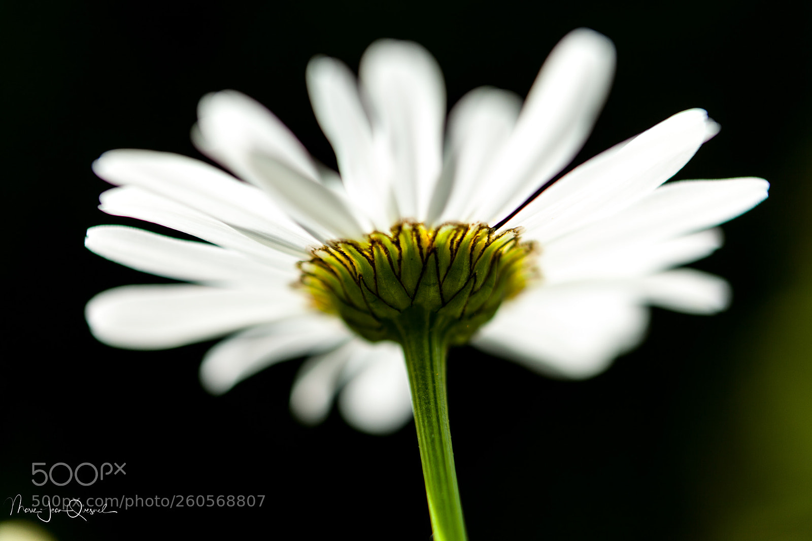 Canon EOS 5D Mark II sample photo. Pâquerette en transparence. photography