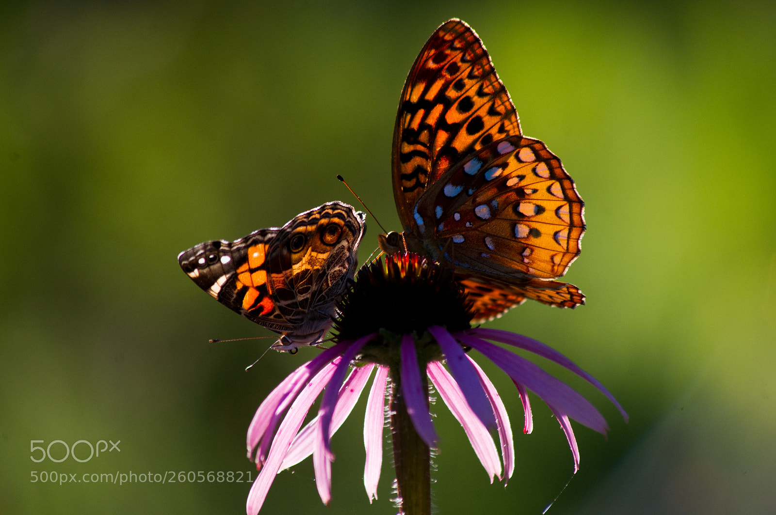 Pentax K-x sample photo. Bf american lady butterfly photography