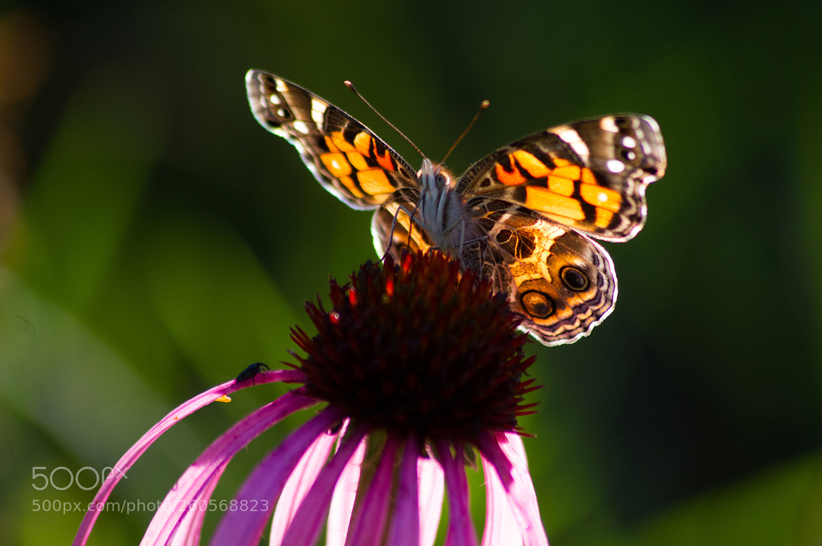 Pentax K-x sample photo. Enjoying some nectar photography