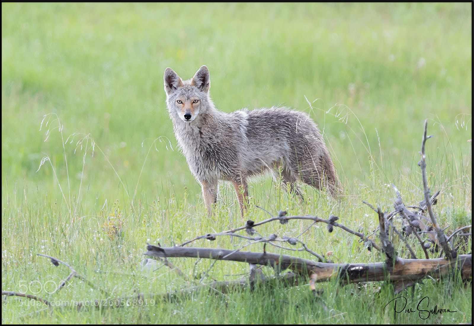 Canon EOS-1D X Mark II sample photo. Coyote photography