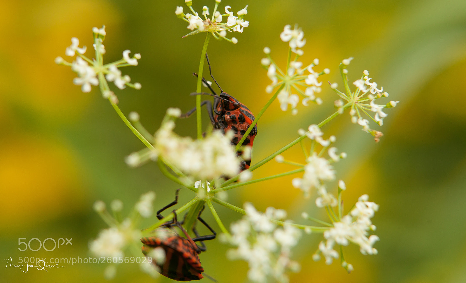 Canon EOS 5D Mark II sample photo. La rencontre. photography