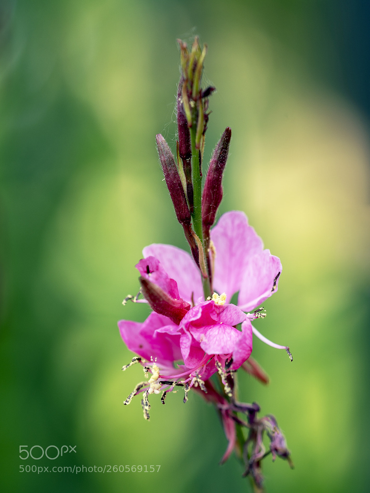 Sony a7R III sample photo. Flower close up photography