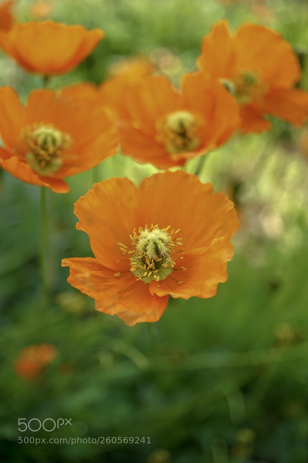 Sony a7 II sample photo. "poppies" photography