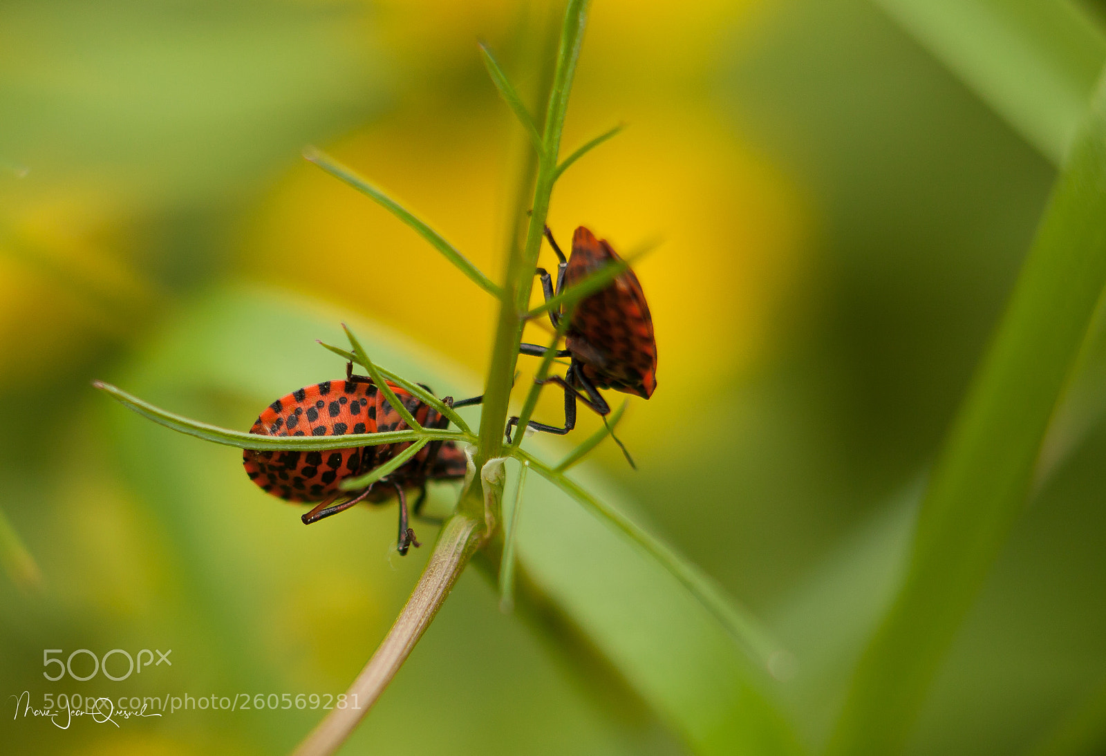 Canon EOS 5D Mark II sample photo. Un flirt? photography