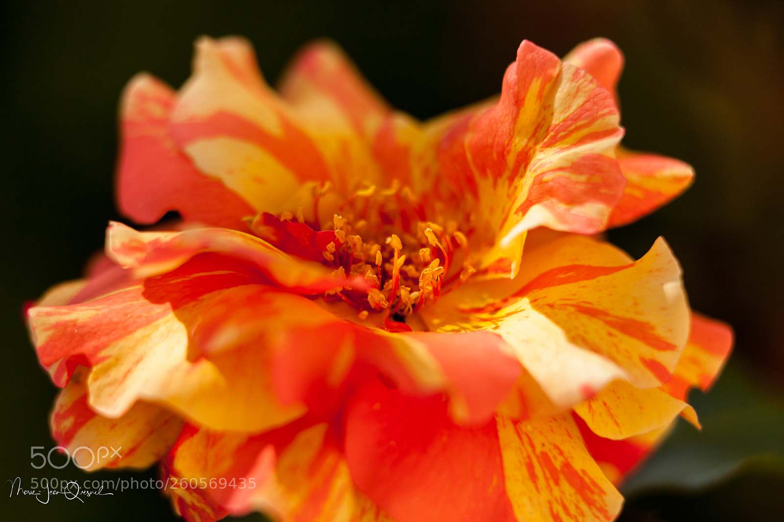Canon EOS 5D Mark II sample photo. Louis de fun s photography