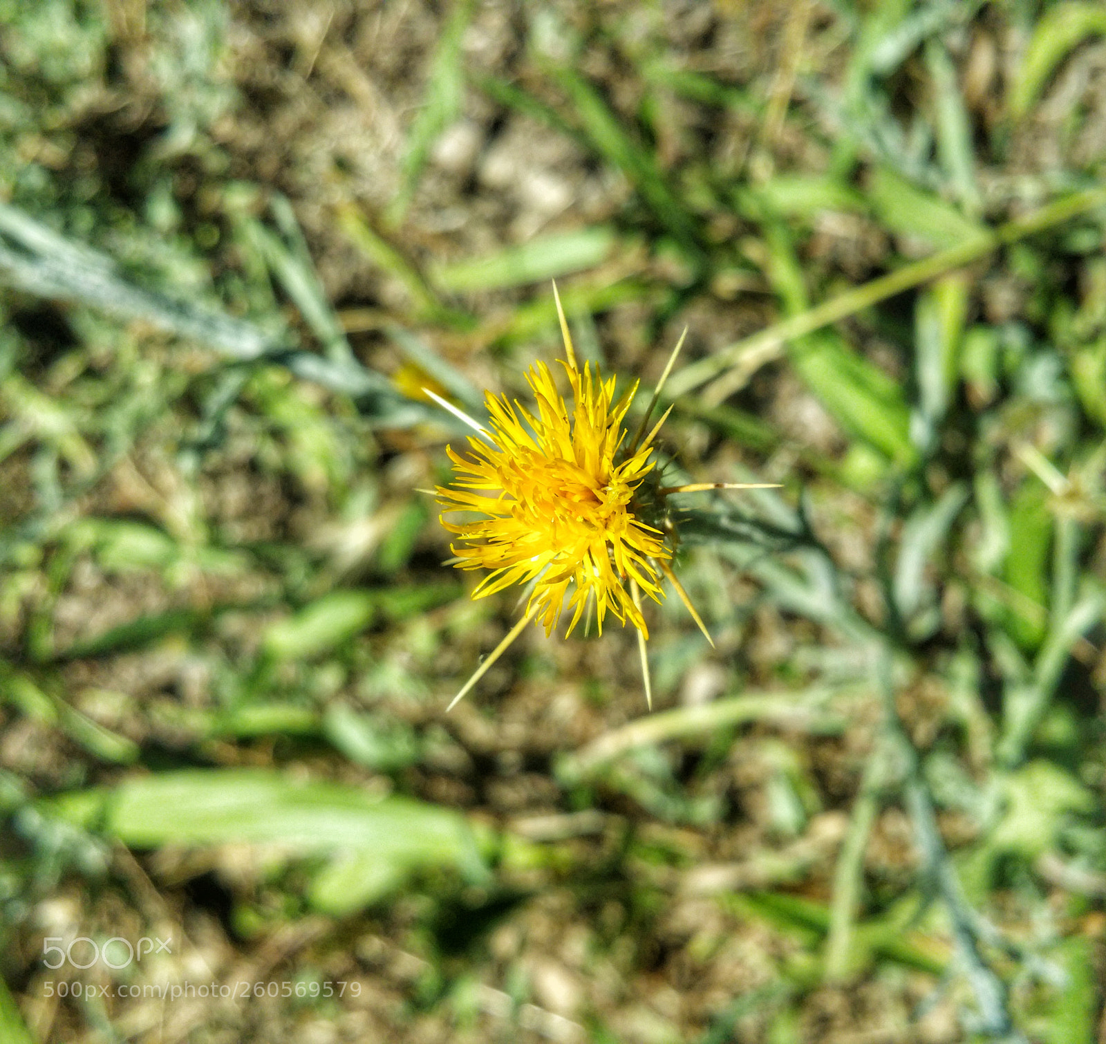 Samsung Galaxy Note4 sample photo. Star thistle photography