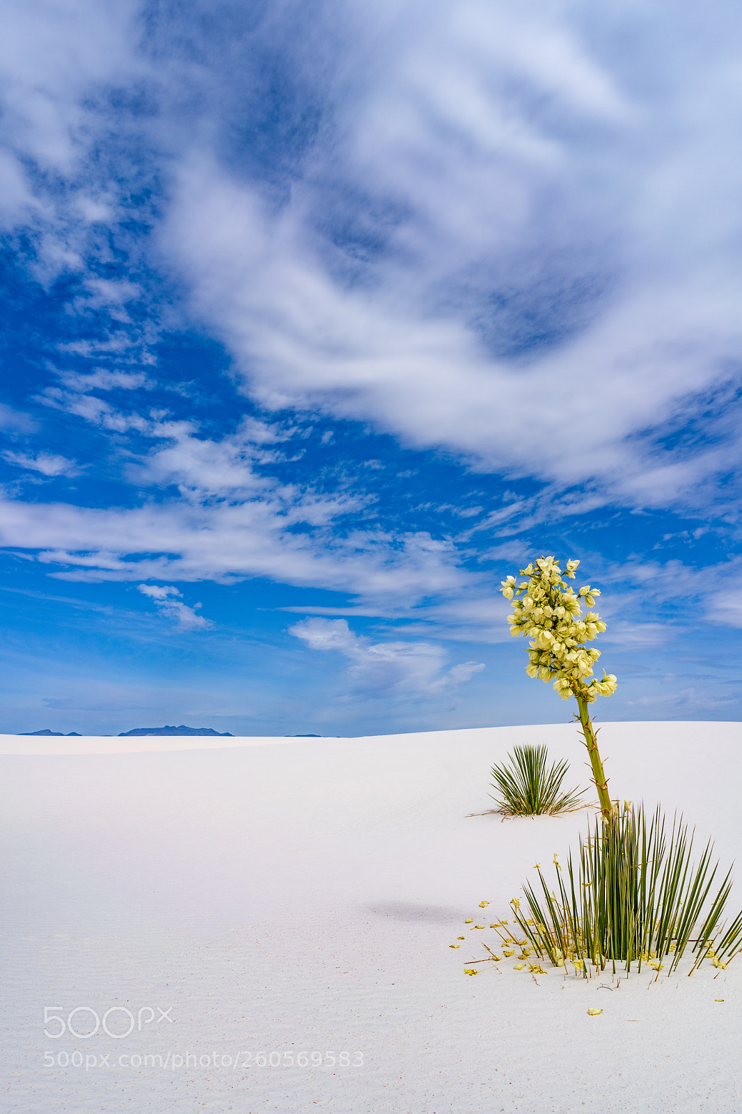 Sony a7 III sample photo. Soaptree yucca in white photography