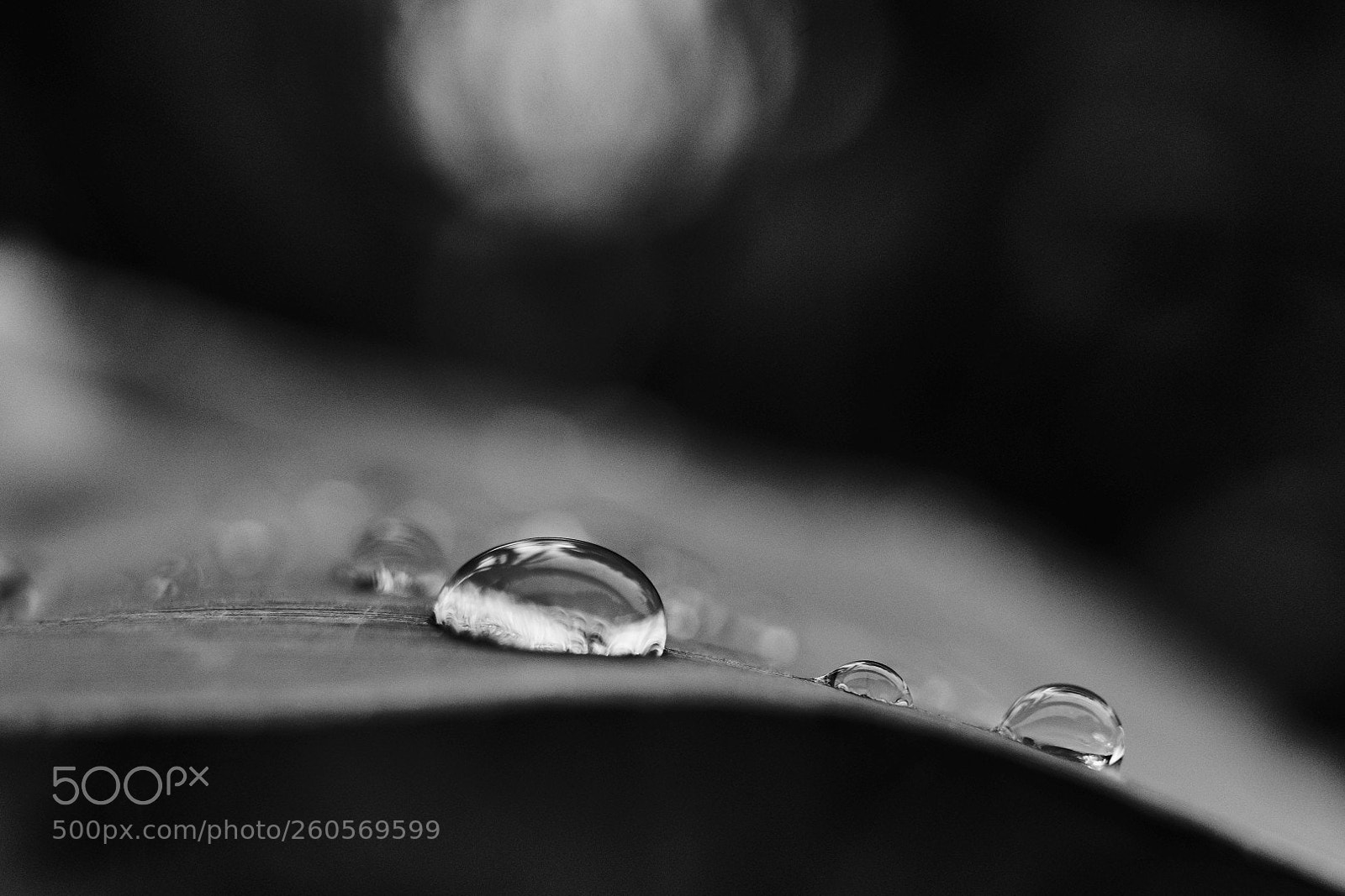 Sony a7 II sample photo. Raindrops photography
