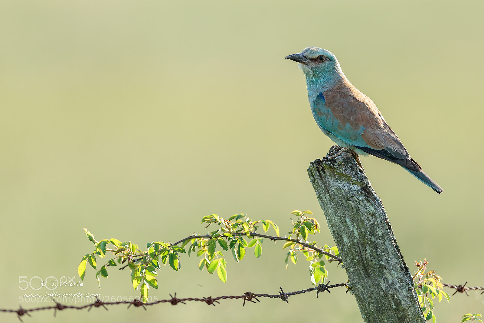 Canon EOS-1D X sample photo. European roller photography