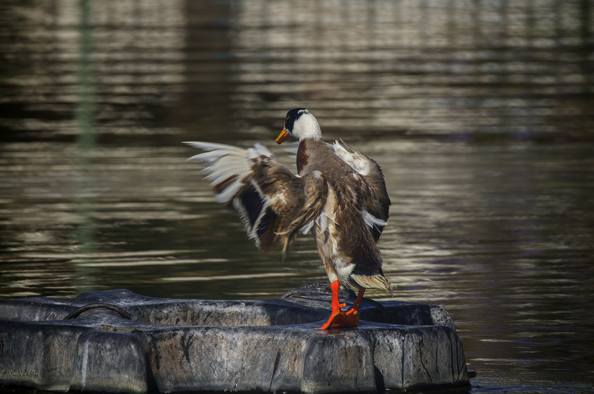 Sony SLT-A35 sample photo. <<<<<<<<<<<<<<<<<<pato photography