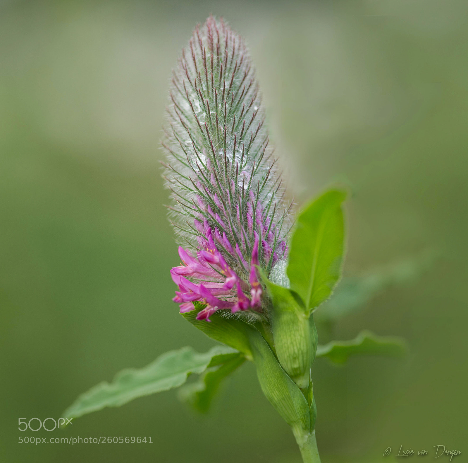 Nikon D610 sample photo. Trifolium rubens photography