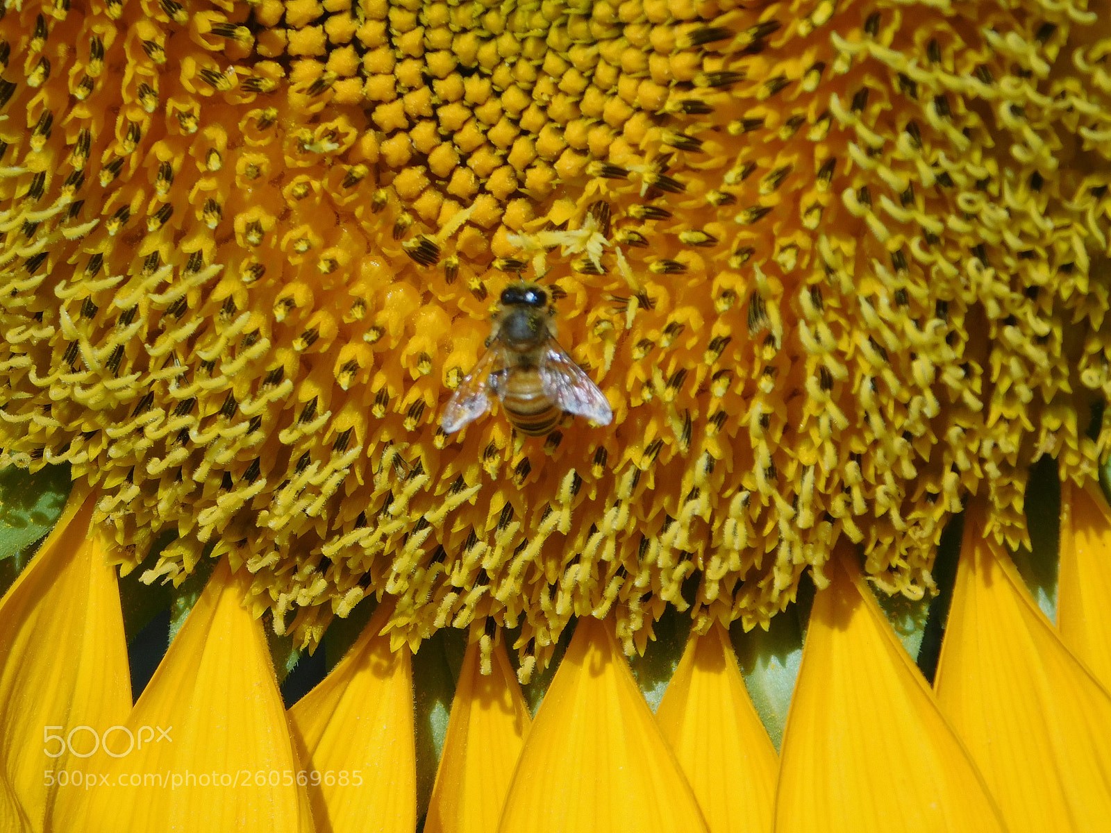 Nikon Coolpix L840 sample photo. Bee on sunflower photography