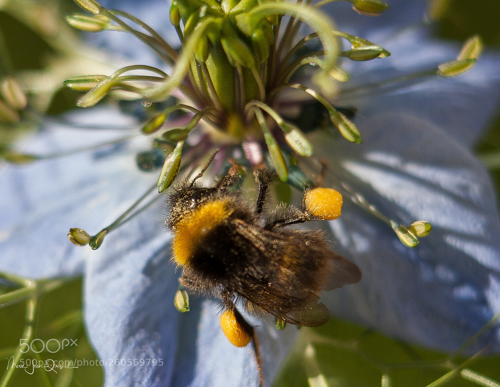 Canon EOS 5D Mark II sample photo. Bourdon sur une nivelle photography